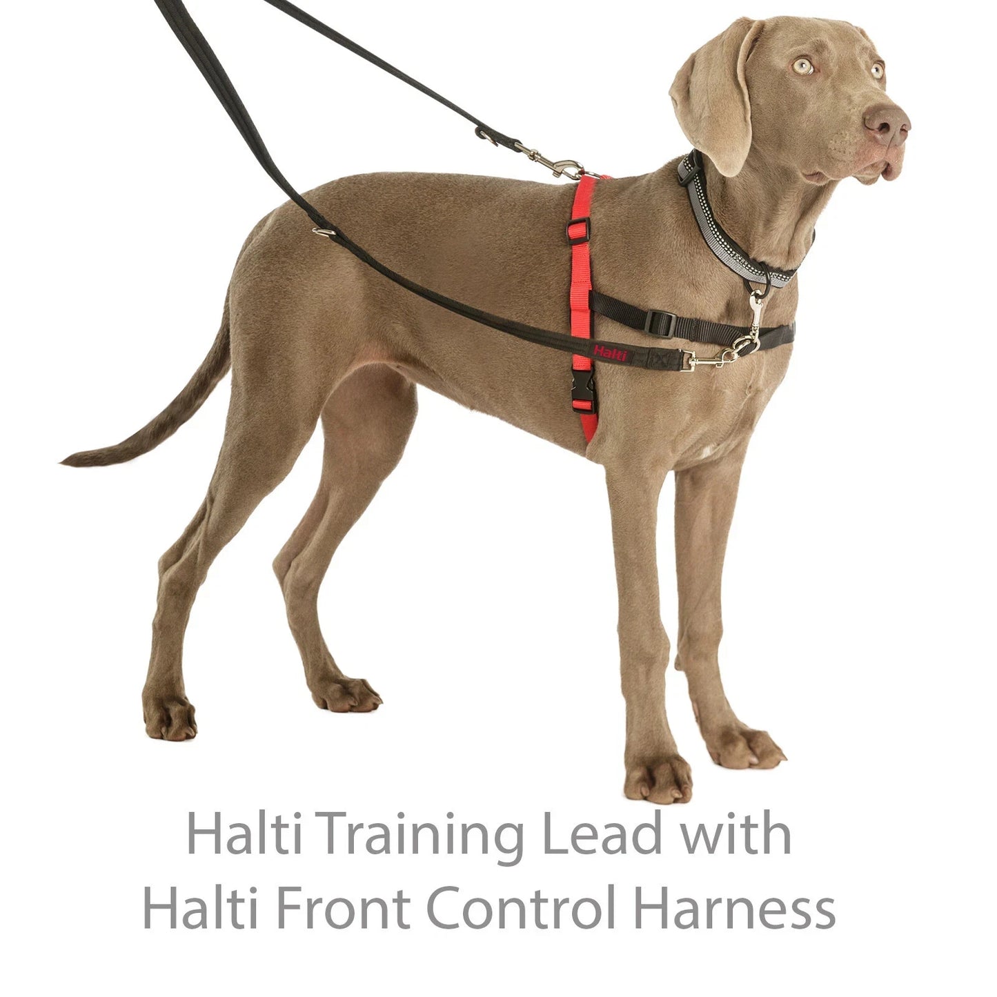 Halti Training Lead - Double Ended Dog Lead