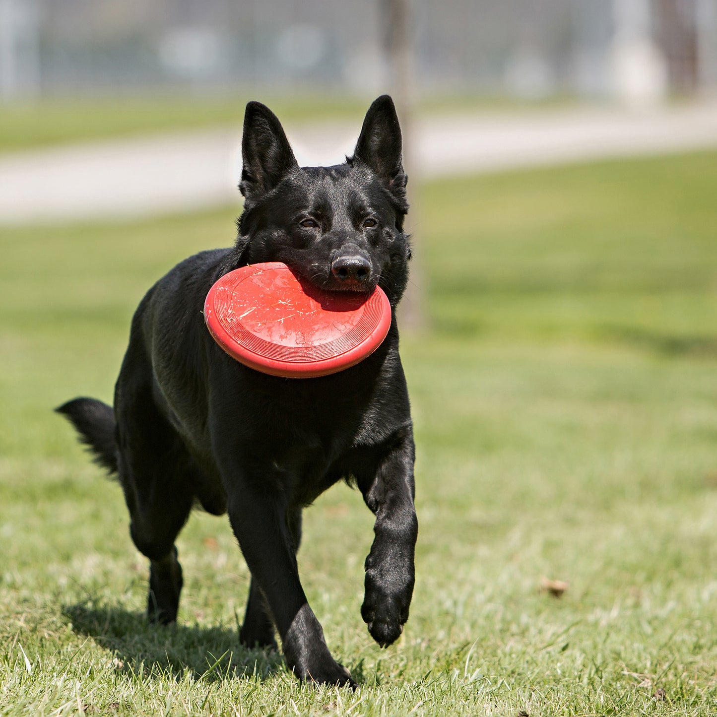 KONG Flyer - Puppy, Classic & Extreme
