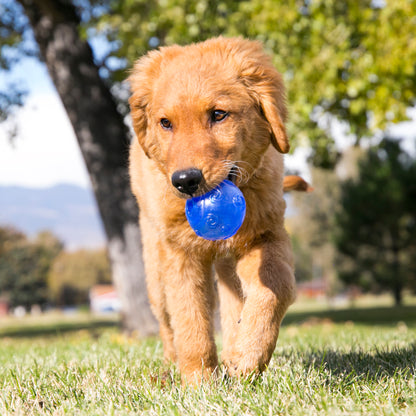 KONG Squeezz Ball - Medium & Large - Choose Colour